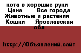кота в хорошие руки › Цена ­ 0 - Все города Животные и растения » Кошки   . Ярославская обл.